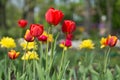 Fresh colorful blooming red and yellow tulips in warm sunlight in spring meadow.