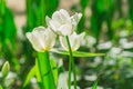 Fresh colorful blooming white tulips in the spring garden, selective focus Royalty Free Stock Photo