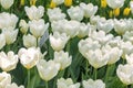 Fresh colorful blooming white and yellow tulips in the spring garden Royalty Free Stock Photo