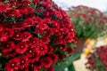 Fresh Colorful Bouquet Of Flowers At A Local Farmers Market Royalty Free Stock Photo