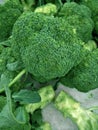 Fresh colorful broccoli Royalty Free Stock Photo