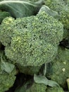 Fresh colorful broccoli Royalty Free Stock Photo