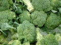 Fresh colorful broccoli Royalty Free Stock Photo