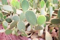 Fresh colorful cactus patterns blooming or opuntia rufida engelm in garden Royalty Free Stock Photo