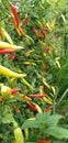 fresh colorful chilies Royalty Free Stock Photo