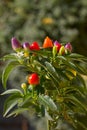 Fresh colorful chillies Royalty Free Stock Photo