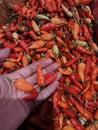 Fresh colorful chillies, pilled up at asian modern market Royalty Free Stock Photo