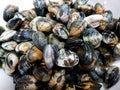 Clams close up Royalty Free Stock Photo