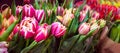 Fresh Colorful Double Tulips on sale for Greetings and Valentine Cards