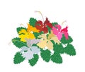 Fresh Colorful Hibiscus Flower on White Background