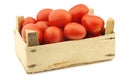 Fresh and colorful italian roma tomatoes Royalty Free Stock Photo
