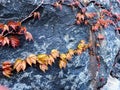 Ornamental image of Ivy vine with fresh colorful leaves in spring