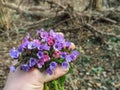 fresh colorful lungwort herbs helding in a hand