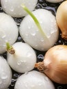 Fresh colorful onion bulbs being rinsed and ready to be used