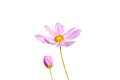 Fresh colorful pink flowers mexican aster cosmos bipinnatus pattern and green stem isolated on white background ,clipping path Royalty Free Stock Photo