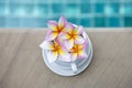 Fresh colorful Plumeria flower in white coffee cup