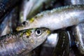 Fresh Colorful Portuguese sardines on ice exposition at the fish market. Royalty Free Stock Photo