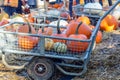 Fresh colorful pumpkins in a metal cart on a pumpkin patch, harvest season. Royalty Free Stock Photo