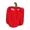 Fresh colorful red bell pepper illustration. Hand drawn vector vegetable isolated on white background. Bright raw capsicum. Tasty Royalty Free Stock Photo