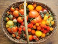 Fresh colorful ripe tomatoes in basket Royalty Free Stock Photo