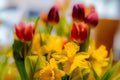 A fresh and colorful spring bouquet with tulips and daffodils Royalty Free Stock Photo