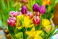 A fresh and colorful spring bouquet with tulips and daffodils Royalty Free Stock Photo