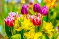 A fresh and colorful spring bouquet with tulips and daffodils Royalty Free Stock Photo