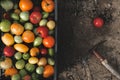 Fresh colorful tomatoes.View from above. Royalty Free Stock Photo