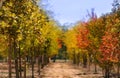 Fresh Colorful Trees Royalty Free Stock Photo