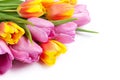 Fresh colorful tulip flowers bouquet Royalty Free Stock Photo