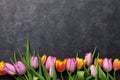 Fresh colorful tulip flowers Royalty Free Stock Photo