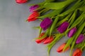 Fresh colorful tulip flowers on stone table. Top view, copy space Royalty Free Stock Photo