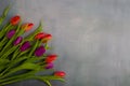 Fresh colorful tulip flowers on stone table. Top view, copy space Royalty Free Stock Photo