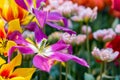 Fresh colorful tulip flowers in sunny spring day Royalty Free Stock Photo