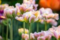 Fresh colorful tulip flowers in sunny spring day Royalty Free Stock Photo