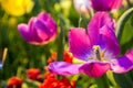 Fresh colorful tulip flowers in sunny spring day Royalty Free Stock Photo