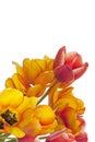 Fresh colorful tulips on white background Royalty Free Stock Photo