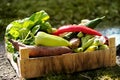 Fresh and colorful vegetables in the box in the garden close up. Healthy lifestyle concept with home grown bio vegetables Royalty Free Stock Photo