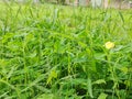 Fresh colourful green grass fields