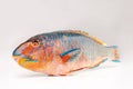 Fresh colourfull Parrotfish on white Royalty Free Stock Photo