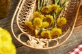 Fresh coltsfoot flowers in a basket on a table. Herbal medicine