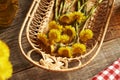 Fresh coltsfoot flowers in a basket