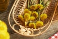 Fresh coltsfoot or Tussilago flowers in a basket on a table