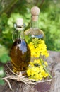 Fresh colza oil Royalty Free Stock Photo