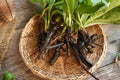 Fresh comfrey or knitbone root in a basket on a table Royalty Free Stock Photo