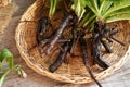 Fresh comfrey or Symphytum root in a basket on a table Royalty Free Stock Photo