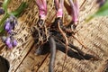 Fresh comfrey or Symphytum root on a wooden table Royalty Free Stock Photo