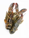 Fresh common lobster on a white dish. Royalty Free Stock Photo