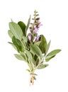 Common sage with blossom