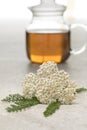 Fresh Common yarrow flowers and a pot of tea